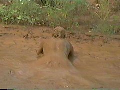 Even More Ass Waves in Mud